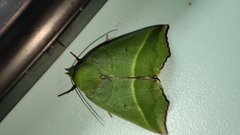 Clethrophora distincta