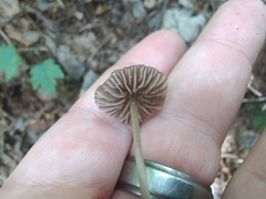 Entolomataceae
