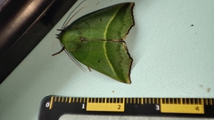 Clethrophora distincta