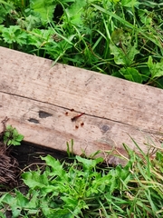 Sympetrum pedemontanum