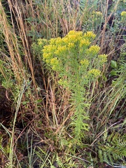 Euthamia caroliniana