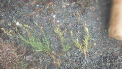 Linaria vulgaris