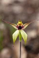 Caladenia macrostylis