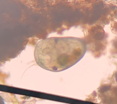 Ostracoda