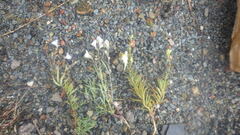 Linaria vulgaris