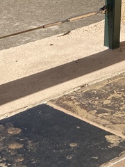 Lygodactylus capensis