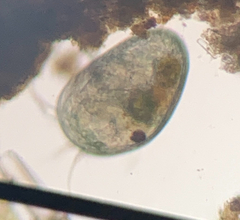 Ostracoda