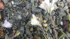 Linaria vulgaris
