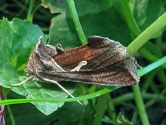 Anagrapha falcifera