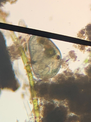 Ostracoda