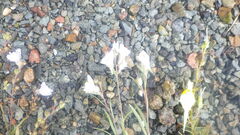 Linaria vulgaris