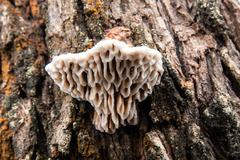 Hexagonia vesparia