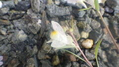 Linaria vulgaris