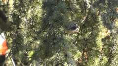 Lophophanes cristatus
