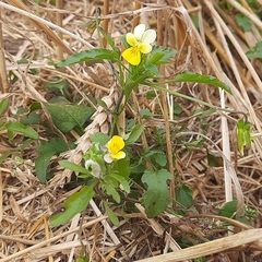 Viola arvensis