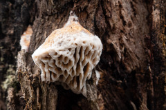 Hexagonia vesparia