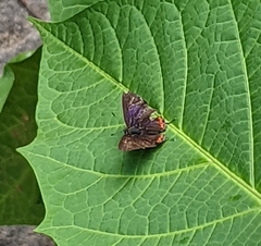 Heliophorus