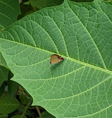 Heliophorus