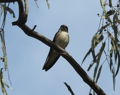 Petrochelidon nigricans