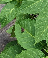 Heliophorus
