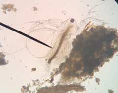 Daphnia