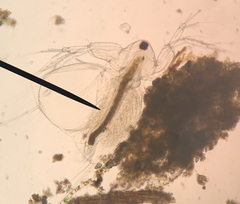Daphnia