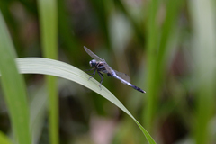 Orthetrum albistylum speciosum