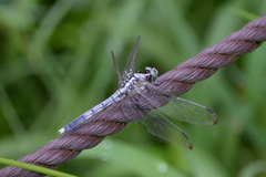 Orthetrum albistylum speciosum