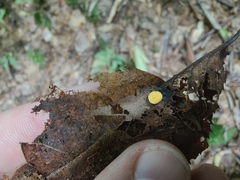 Hymenoscyphus calyculus