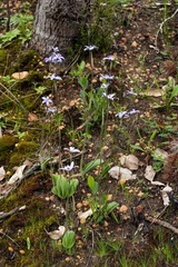 Cyanicula sericea
