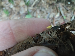 Hymenoscyphus calyculus