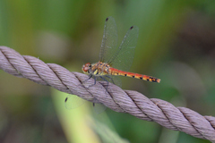 Sympetrum darwinianum
