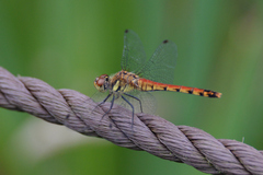 Sympetrum darwinianum