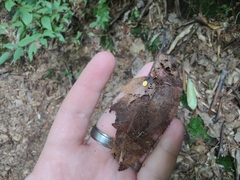 Hymenoscyphus calyculus