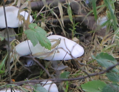 Agaricus sylvicola