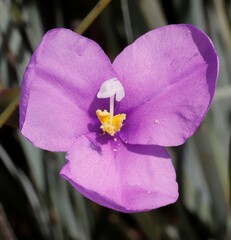 Patersonia occidentalis