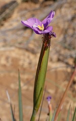 Patersonia occidentalis