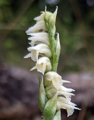 Spiranthes casei casei
