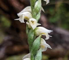 Spiranthes casei casei