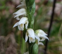 Spiranthes casei casei