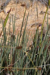 Patersonia occidentalis
