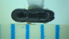 Xyleborinus attenuatus