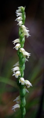 Spiranthes casei casei