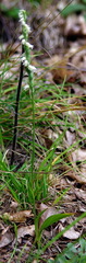 Spiranthes casei casei
