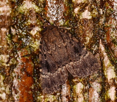 Amphipyra pyramidea