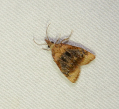 Platynota flavedana