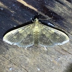 Psara obscuralis