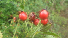 Rosa stylosa