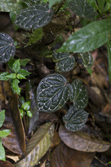 Piper porphyrophyllum