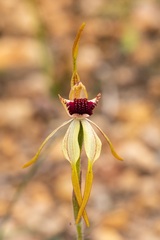 Caladenia longiclavata